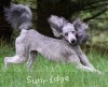 A photo of Sunridge Vision of a Twilight Princess, a silver standard poodle