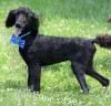 A photo of Baldwin, a blue standard poodle