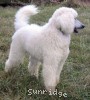 A photo of Toulouse, a white standard poodle