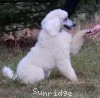 A photo of Toulouse, a white standard poodle