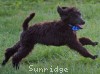 A photo of Ianto, a blue standard poodle