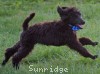 A photo of Baldwin, a blue standard poodle