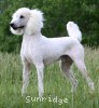 A photo of Sunridge Moonlight Dream Maker, a white standard poodle