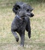 A photo of Sunridge Unforgettable Dreamz of Paris, a blue standard poodle