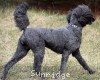 A photo of Sunridge Unforgettable Dreamz of Paris, a blue standard poodle