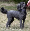 A photo of Sunridge Unforgettable Dreamz of Paris, a blue standard poodle