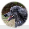 A photo of Sunridge Unforgettable Dreamz of Paris, a blue standard poodle