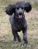 A photo of Sunridge Unforgettable Dreamz of Paris, a blue standard poodle