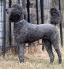 A photo of Sunridge Unforgettable Dreamz of Paris, a blue standard poodle