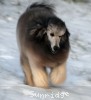 A photo of Prairieland Sky Rocket Delight, a silver standard poodle