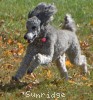 A photo of Prairieland Sky Rocket Delight, a silver standard poodle