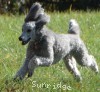 A photo of Prairieland Sky Rocket Delight, a silver standard poodle