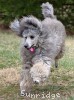 A photo of Prairieland Sky Rocket Delight, a silver standard poodle