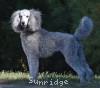 A photo of Prairieland Sky Rocket Delight, a silver standard poodle