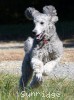 A photo of Prairieland Sky Rocket Delight, a silver standard poodle