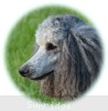 A photo of Prairieland Sky Rocket Delight, a silver standard poodle