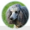 A photo of Prairieland Sky Rocket Delight, a silver standard poodle