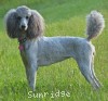 A photo of Prairieland Sky Rocket Delight, a silver standard poodle