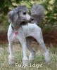 A photo of Prairieland Sky Rocket Delight, a silver standard poodle