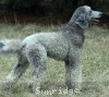 A photo of Mithril Asher In The Sky, a silver standard poodle