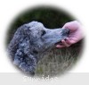 A photo of Mithril Asher In The Sky, a silver standard poodle