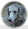 A photo of Mithril Asher In The Sky, a silver standard poodle