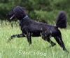 A photo of Ianto, a blue standard poodle