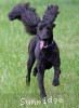 A photo of Ianto, a blue standard poodle