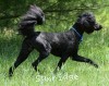A photo of Ianto, a blue standard poodle