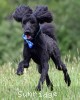 A photo of Ianto, a blue standard poodle