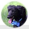 A photo of Ianto, a blue standard poodle