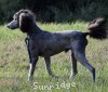 A photo of Blare, a silver standard poodle puppy