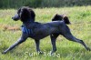 A photo of Blare, a silver standard poodle puppy