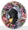 A photo of Goose, a silver standard poodle puppy