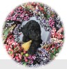 A photo of Goose, a silver standard poodle puppy