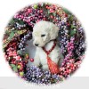 A photo of Rufus, a white standard poodle puppy
