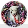 A photo of Rufus, a white standard poodle puppy