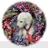A photo of Rufus, a white standard poodle puppy