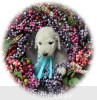 A photo of Lennox, a white standard poodle puppy