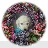 A photo of Lennox, a white standard poodle puppy
