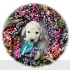 A photo of Lennox, a white standard poodle puppy