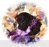 A photo of Grover, a silver standard poodle puppy