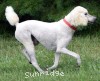 A photo of Masdo's Victor, a white standard poodle