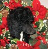 A photo of Sunridge Midnight Warrior, a blue standard poodle