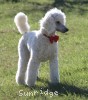 A photo of Rayna, a white standard poodle