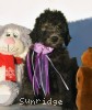 A photo of Dublin, a silver standard poodle puppy