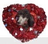 A photo of Black Pearl, a silver standard poodle puppy