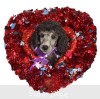 A photo of Dublin, a silver standard poodle puppy
