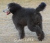 A photo of Brigadier "Briggs", a silver standard poodle puppy