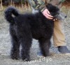 A photo of Brigadier "Briggs", a silver standard poodle puppy